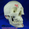 DENTAL10(12569) Human Medical Anatomical Adult Osteopathic Skull Models 10-Part